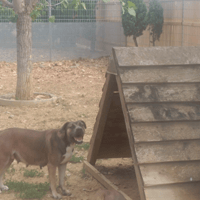 Vénus, chienne à adopter
