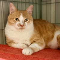 SIMBA, chat à adopter