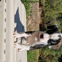RYU, chien à adopter