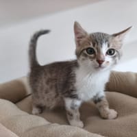 BARY, chat à adopter