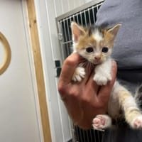 CENDRILLON, chatte à adopter