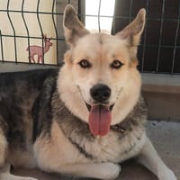 NUPTSE, chienne à adopter