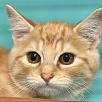 LUSTUCRU, chat à adopter