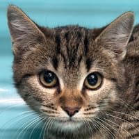 LULLY, chatte à adopter