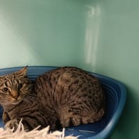 MUNDUNGUS QCT, chat à adopter
