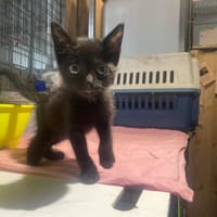 PETROL, chat à adopter