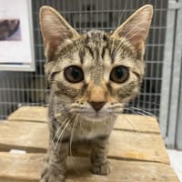 BORA, chatte à adopter