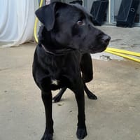 BILLY, chien à adopter