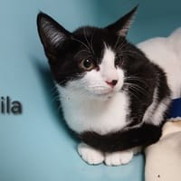 Mila, chatte à adopter