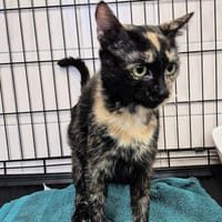 AVANNE, chatte à adopter