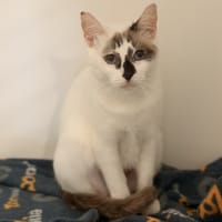 LIBERTE dit BAMBOU, chatte à adopter