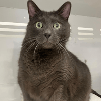 reglisse, chat à adopter