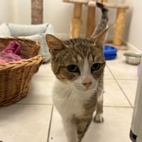 NOISETTE, chat à adopter