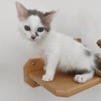 BERLIOZE, chat à adopter