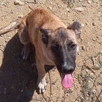 Melya, chienne à adopter