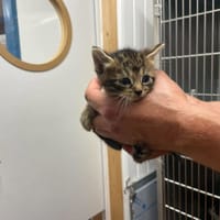 BOURRIQUET, chat à adopter