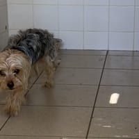 GOLIATH, chien à adopter