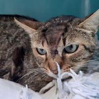 JIMMY, chat à adopter