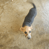 Toby, chien à adopter