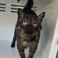 Moroï, chat à adopter