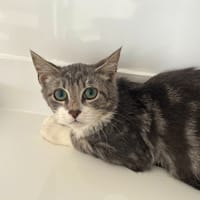 Amaru, chat à adopter
