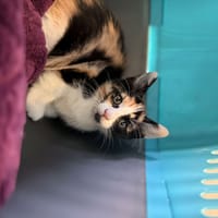 PAPAYE, chatte à adopter