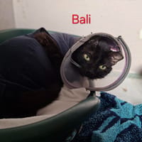 Bali, chat à adopter