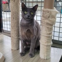 ALBA, chatte à adopter