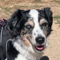 RAIKO CHAO, chien à adopter