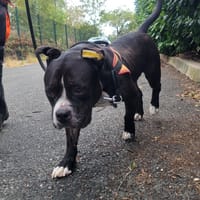 Naya, chienne à adopter