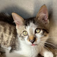 Aslan, chat à adopter
