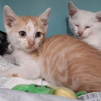 Maestro, chat à adopter