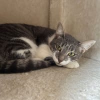 Miraz, chatte à adopter