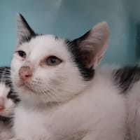 Melodie, chatte à adopter