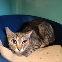 MCGONAGALL QCT, chatte à adopter