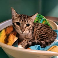 METIS QCT, chat à adopter