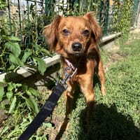 SCRAT, chien à adopter