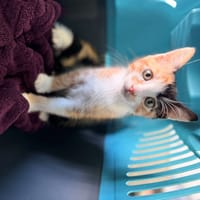 MIRABELLE, chatte à adopter