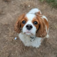 Tosca, chien à adopter