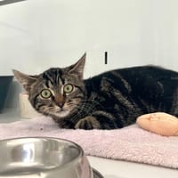 Shesha, chatte à adopter