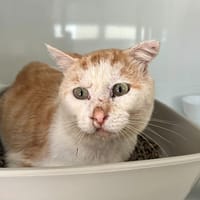 Chichiga, chat à adopter