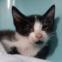 Mambo, chat à adopter