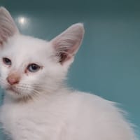 Mediator, chat à adopter