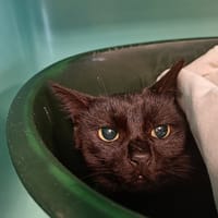 MIDAS QCT, chat à adopter