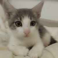 BIRDY, chatte à adopter