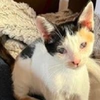 NINOU, chatte à adopter