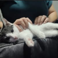 BEERUS, chat à adopter