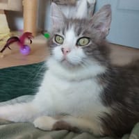 ISIS, chatte à adopter