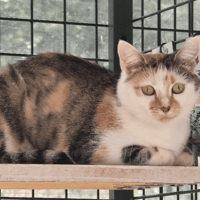 MALINE, chatte à adopter