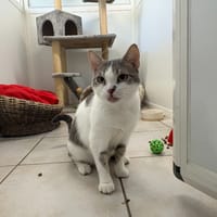 PAPILLOTTE, chatte à adopter
